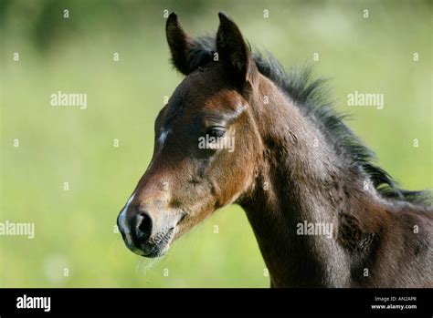 dina dior deutsches reitpony|Drei D Heartbreaker German Riding Pony .